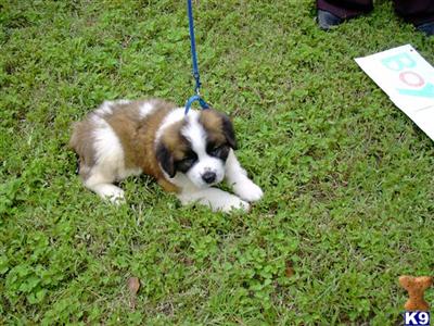 Saint Bernard Puppies for Sale